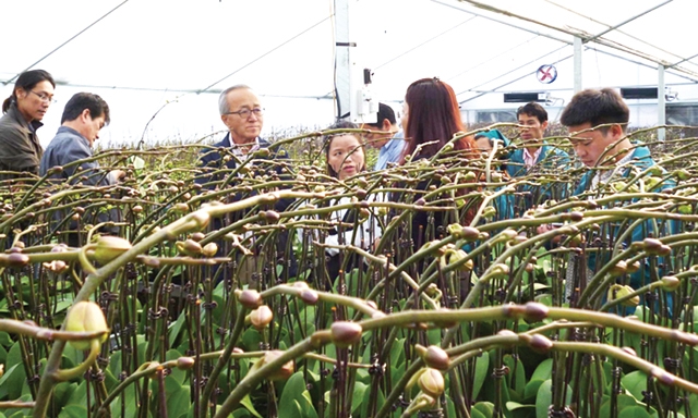 HTX sản xuất trung bình khoảng 250.000 cây hoa các loại mỗi năm