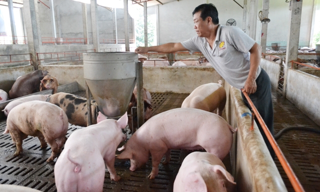 So với khu vực, giá thức ăn chăn nuôi Việt Nam chỉ cao hơn Thái Lan