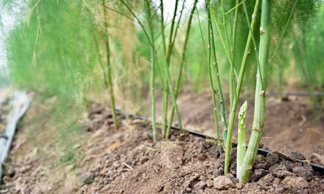 Trồng măng tây xanh, hướng đi hiệu quả của HTX