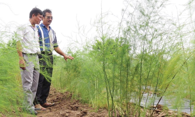 Khu vực trồng măng tây xanh ngoài trời của HTX