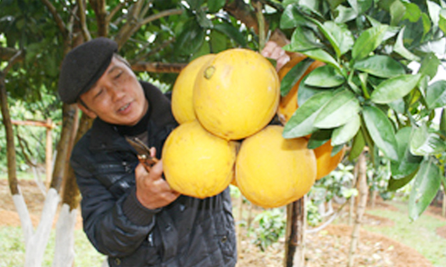 Vườn bưởi VietGAP của HTX