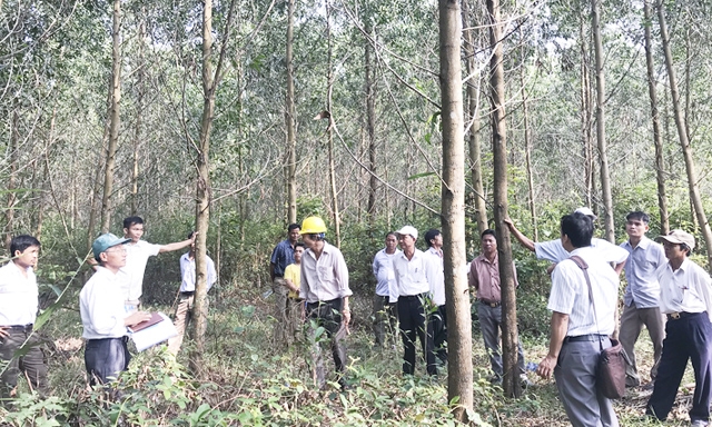 Kiểm tra tình hình phát triển cây của HTX