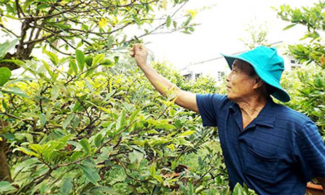 Do hút hàng nên dự kiến mai Tết năm nay sẽ trúng giá