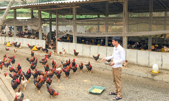 Chăn nuôi gà sạch, quy mô lớn, giúp người dân Địch Quả có nguồn thu nhập ổn định
