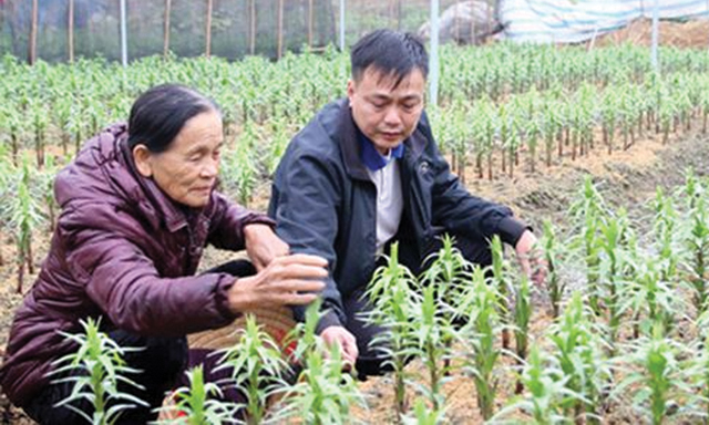 Giám đốc Mẫn Thị Hởi bên vườn hoa ly - mặt hàng chiến lược của HTX