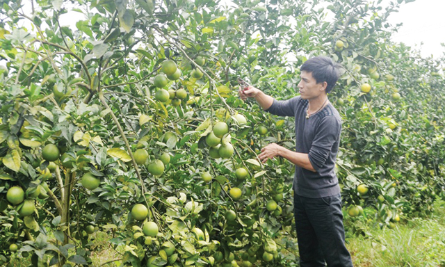 Anh Hải chăm sóc vườn cam của HTX