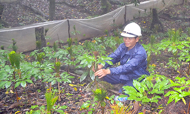Khu nuôi trồng Sâm Ngọc Linh của Liên Hiệp HTX