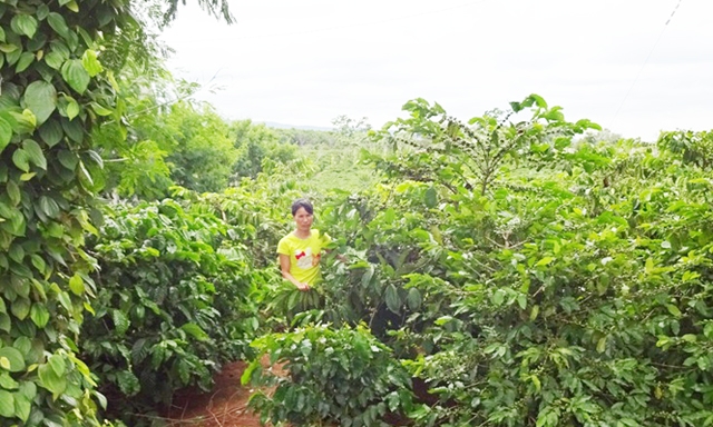 Vườn cà phê của HTX Minh Toàn Lợi