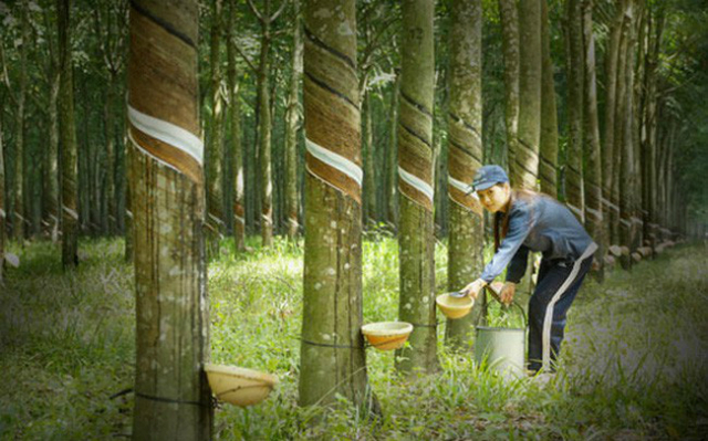 Cao su Phước Hòa cũng là một trong những doanh nghiệp tạo nên “cú sốc” cổ tức