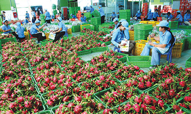 Nhiều sản phẩm nông sản duy trì kim ngạch XK cao sang thị trường Trung Quốc