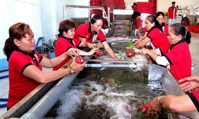 Hiện cả nước mới có 145 cơ sở chế biến rau quả