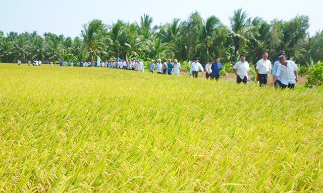 Mô hình sản xuất lúa dùng phân bón vi sinh của HTX