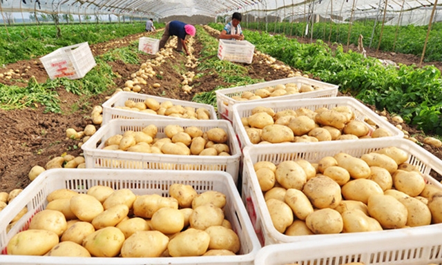 Nông dân Mỹ Cô được khuyến khích trồng khoai tây ồ ạt