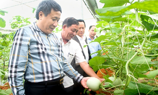 Tham quan mô hình trồng dưa lưới của HTX