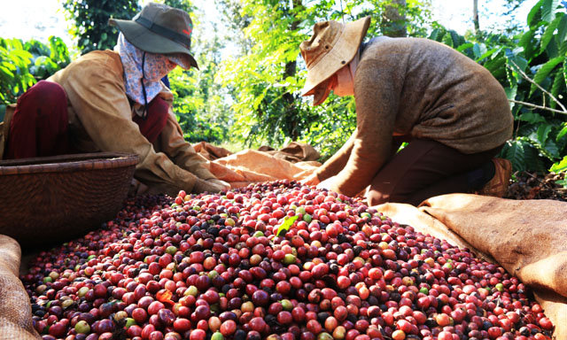Giá XK bình quân cà phê giảm tới 15,7% so với năm 2017