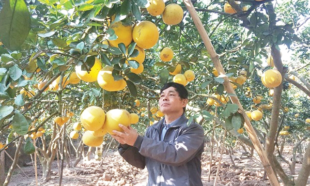 Trồng bưởi diễn theo công nghệ mới cho năng suất cao