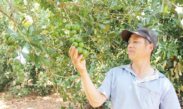 Ông Định với vườn mắc ca cho thu nhập tiền tỷ