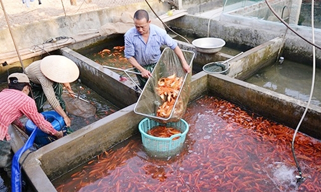Các thành viên HTX có thu nhập ổn định nhờ nuôi cá chép đỏ