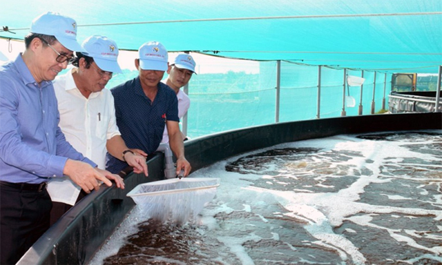 Mô hình nuôi tôm của HTX Công nghệ cao phát triển tôm Bạc Liêu