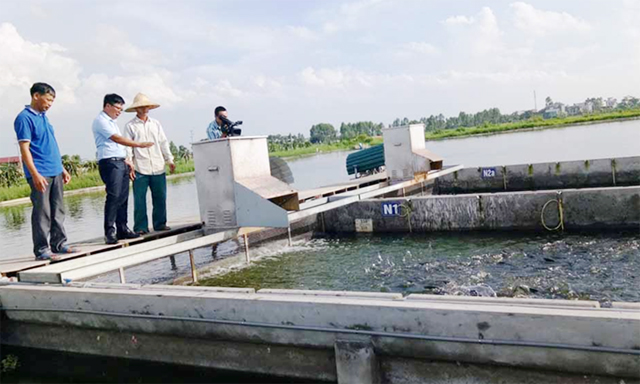 Mô hình nuôi cá Sông trong ao của HTX thủy sản Xuyên Việt