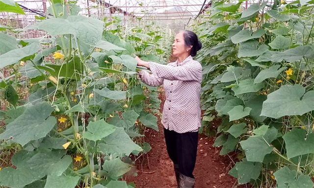 Giám đốc HTX Rau an toàn Tự Nhiên Nguyễn Thị Luyến