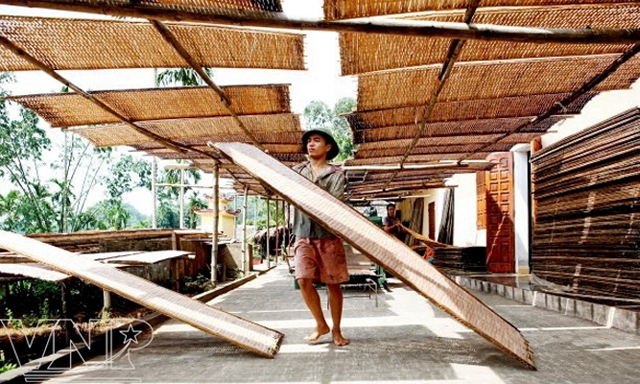 Trung bình mỗi năm, HTX xuất ra thị trường khoảng 500 tấn miến