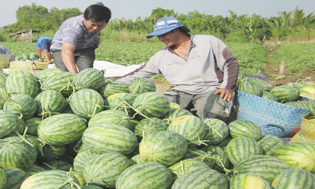 Chưa thể trả lời câu hỏi có phải giải cứu nông sản trong năm nay hay không
