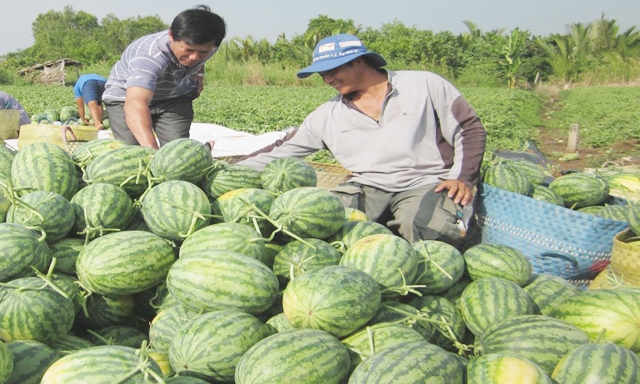 Chưa thể trả lời câu hỏi có phải giải cứu nông sản trong năm nay hay không