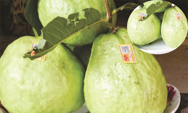 Sản phẩm ổi của HTX được dán tem truy xuất nguồn gốc