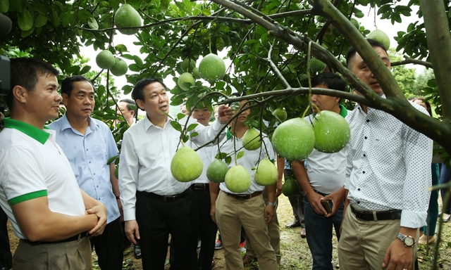 Phó Thủ tướng Vương Đình Huệ thăm HTX Nông nghiệp và thương mại Mường Động