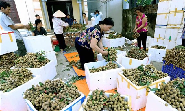 HTX là thành tố quan trọng trong tái cơ cấu nông nghiệp