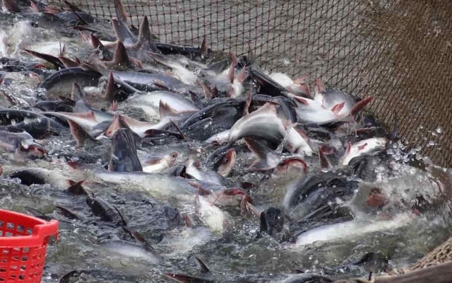 Giá cá tra nguyên liệu tiếp tục tăng do nguồn nguyên liệu đang khan hiếm.(Ảnh Internet)