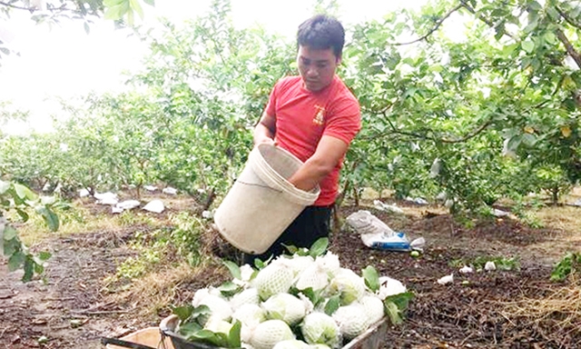 Vùng trồng ổi của HTX Khánh Phong