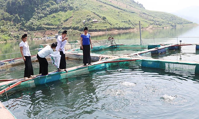 Mô hình nuôi cá lồng ở Chiềng Lao