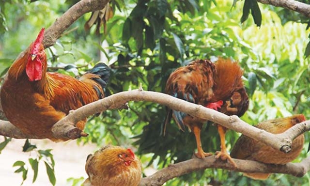 Gà Tiên Yên đã được khẳng định thương hiệu