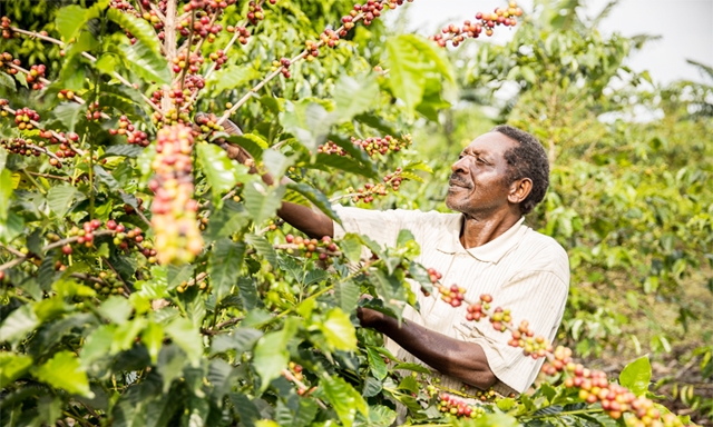Uganda là nước xuất khẩu cà phê lớn nhất châu Phi