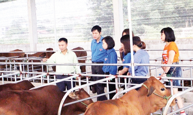 Giám đốc Nguyễn Trung Điện giới thiệu cho đoàn viên, thanh niên về mô hình nuôi bò của HTX