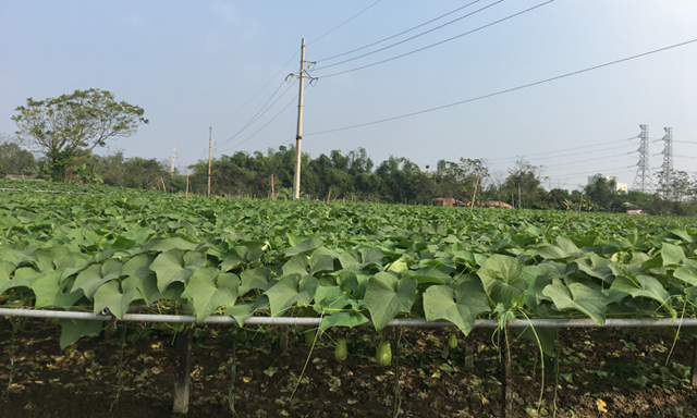 Vùng trồng su su của HTX đang đến độ thu hoạch