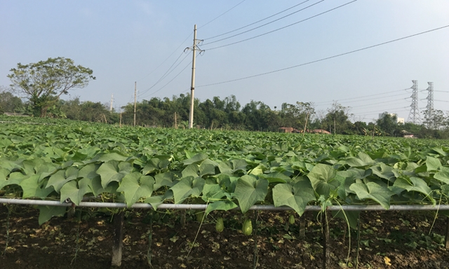 Vùng trồng su su của HTX đang đến độ thu hoạch