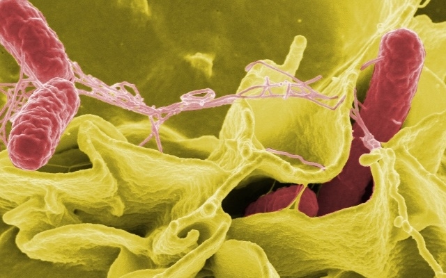 Có 12 sản phẩm thuộc 22 lô bị cảnh báo nhiễm Salmonella Poona