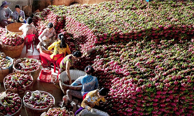 Việt Nam tiếp tục đàm phán XK 7 loại trái cây chính ngạch sang Trung Quốc