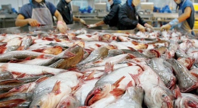 Năm 2018, xuất khẩu cá tra sang thị trường Mỹ đạt 549,4 triệu USD, tăng 59,5% so với cùng kỳ năm trước (Ảnh Internet)