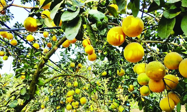 Vườn bưởi của HTX công nghệ cao Thăng Long