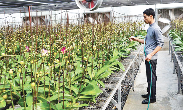 Lan Hồ điệp của HTX Thành Phát