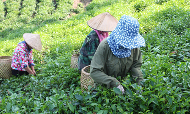 Chè Khe Cốc đang hướng tới chuẩn hữu cơ