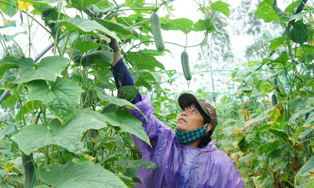 Rất ít DN nông nghiệp được thụ hưởng các chính sách ưu đãi của Nhà nước