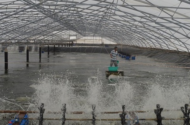 Năm 2019, tỉnh Kiên Giang có kế hoạch nuôi tôm công nghiệp - bán công nghiệp diện tích 3.100ha (Ảnh: Internet)