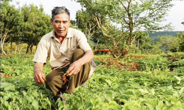 Ông Biết tại vườn Đương quy