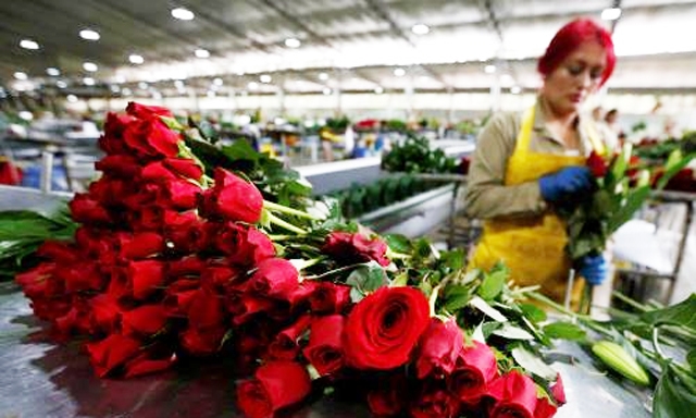 Ngày Valentine ngọt ngào với Colombia