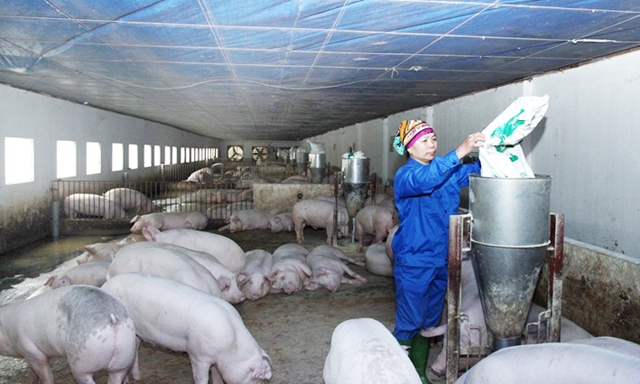 Hệ thống chuồng nuôi lợn hiện đại, an toàn của HTX